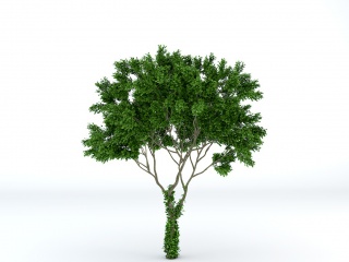 伞状植物C4D模型