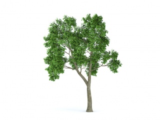 分叉绿树C4D模型