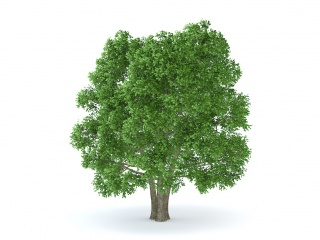 三棵绿树C4D模型