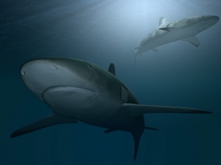 深海巨鲨C4D模型