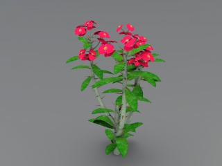 现代植物鲜花C4D模型
