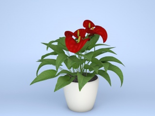 现代植物鲜花花烛红掌红鹅掌火鹤花C4D模型