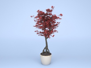 现代植物鲜花红枫红颜枫紫红鸡爪槭C4D模型