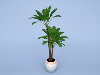 现代植物鲜花巴西铁香龙血树C4D模型