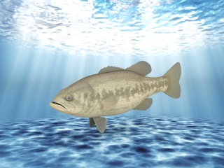 褐色鱼C4D模型