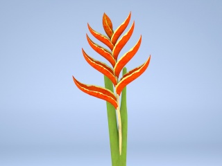 现代植物鲜花蝎尾蕉C4D模型