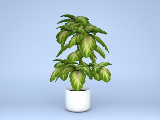 现代植物万年青C4D模型