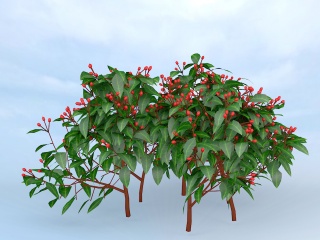 红果实灌木龙船花C4D模型