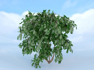 茂盛灌木榕树C4D模型