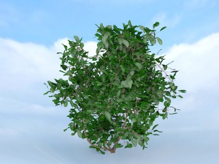 小叶灌木乌柿C4D模型