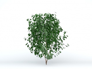 绿色灌木幌伞枫C4D模型