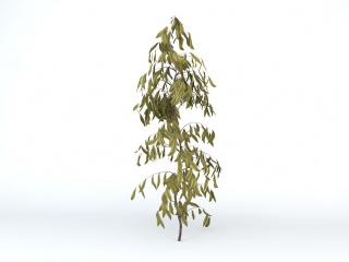 枯叶灌木槐C4D模型