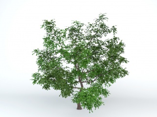 观赏灌木枣树C4D模型
