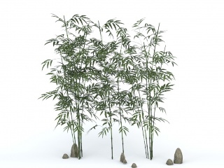 园艺竹子C4D模型