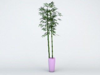 绿竹盆栽C4D模型