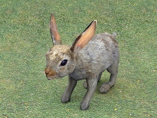 灰色兔子C4D模型