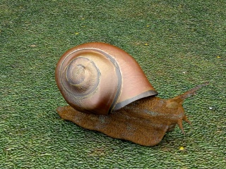 小蜗牛C4D模型