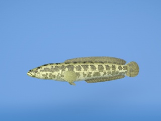 黄鳝鱼C4D模型