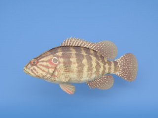 灰斑鱼C4D模型
