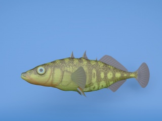 金刺鱼C4D模型