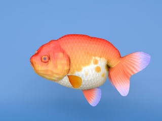 金鱼C4D模型