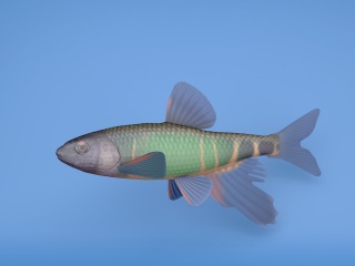 蓝星鱼C4D模型