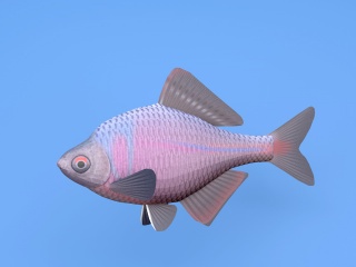 鲤鱼C4D模型