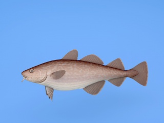 牛角箱魨鱼C4D模型