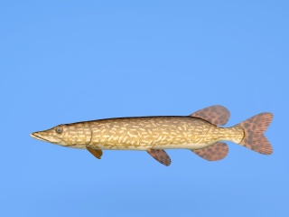 蛇皮鱼C4D模型
