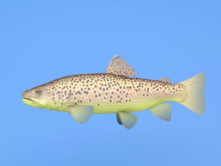 双色斑鱼C4D模型