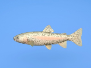 鲟鱼C4D模型