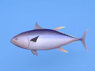 紫鱼C4D模型