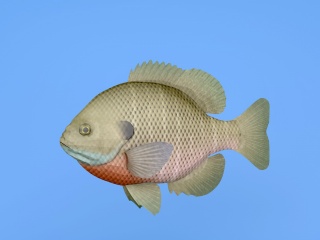 淡水鱼C4D模型