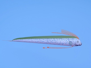 白玉凤凰鱼C4D模型