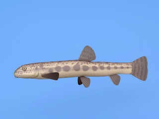 斑点鱼C4D模型
