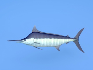 鲨鱼C4D模型