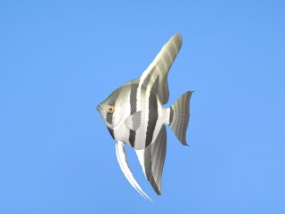 鱼斑马金鱼C4D模型