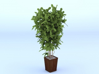 景观植物盆栽C4D模型
