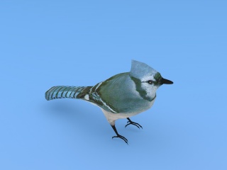 蓝知更鸟C4D模型