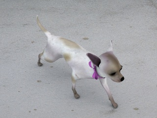 白色斑点狗C4D模型