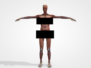 女人人体标本C4D模型