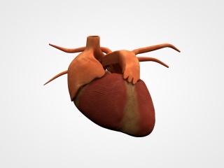 心脏C4D模型