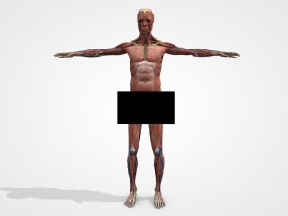 男性人体C4D模型