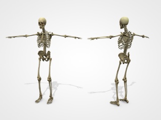 男性骨骼C4D模型