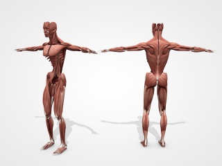 人体肌肉C4D模型