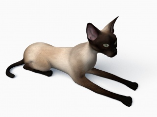 暹罗猫C4D模型