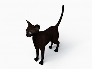 动物猫C4D模型
