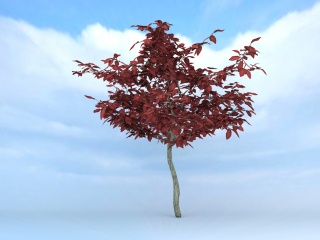 红色树枫树C4D模型