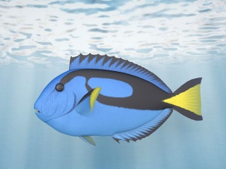 蓝色七彩鱼C4D模型