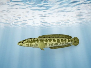 斑点大鱼C4D模型